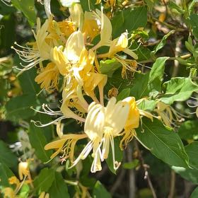 Photo of the plant species Japanese Honeysuckle by @VitalRadish79 named Nithin on Greg, the plant care app