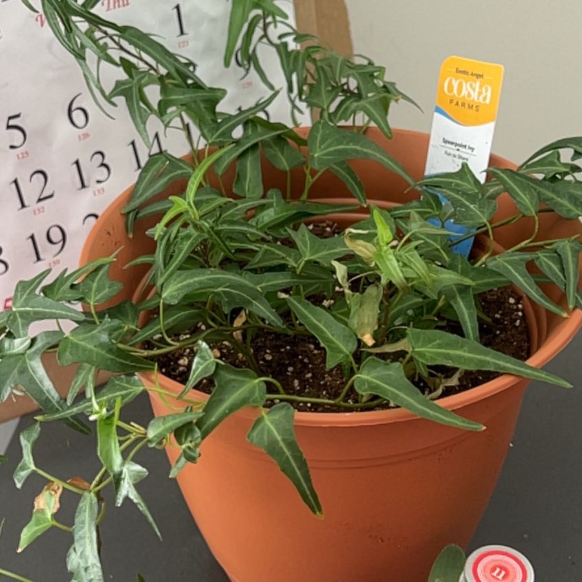 Photo of the plant species Spearpoint Ivy by @haykeyooo named Ivy on Greg, the plant care app