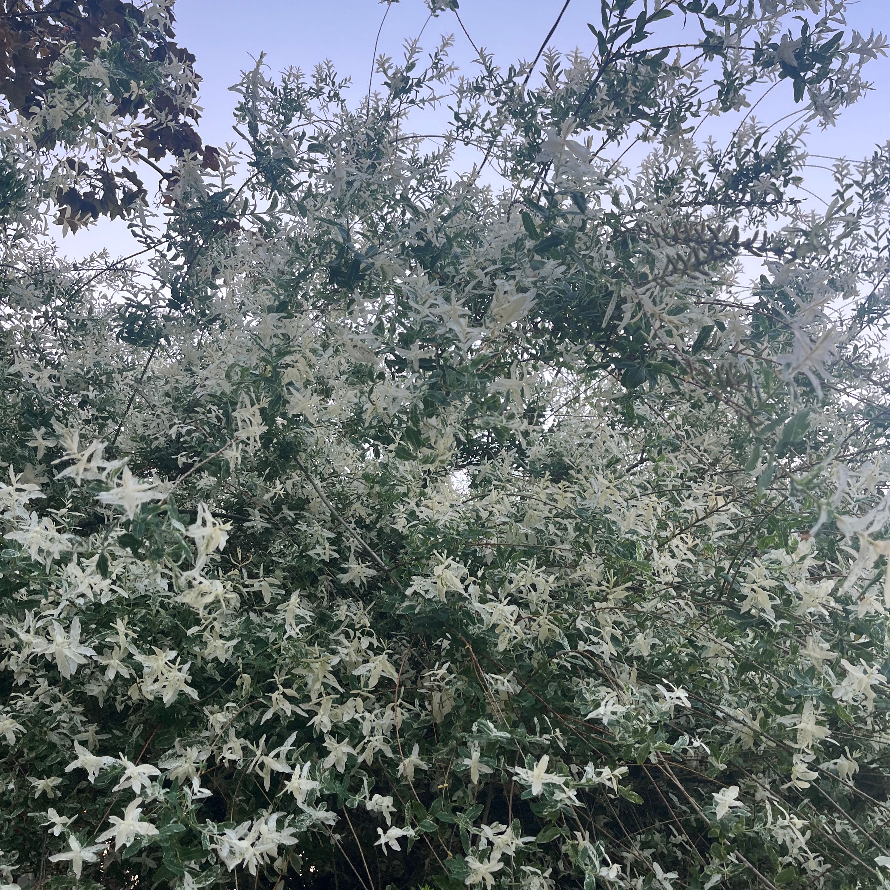 Photo of the plant species Russian Olive by @yvonnieprado named Crown Point on Greg, the plant care app
