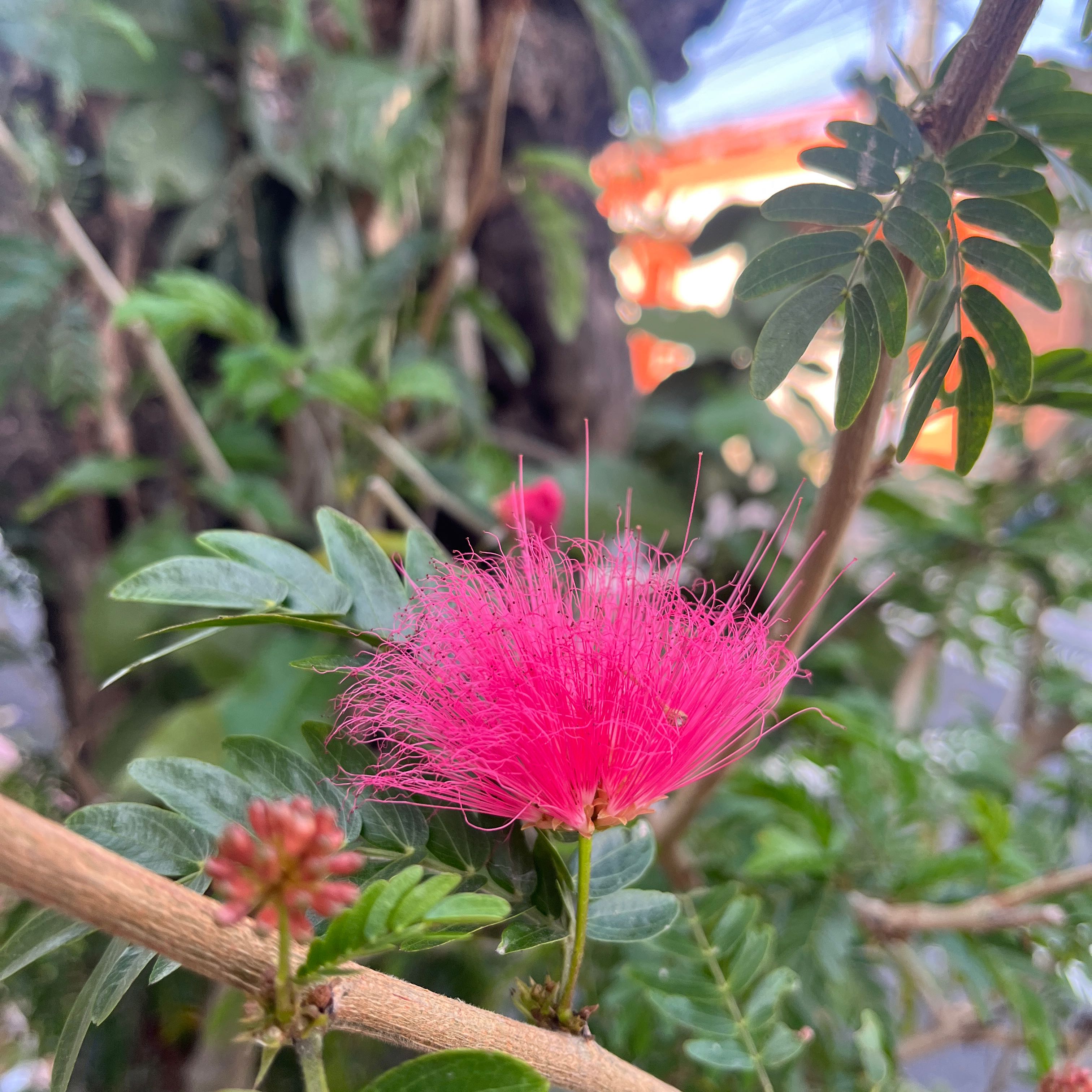 Photo of the plant species Powder Puff Tree by @yvonnieprado named Guatemala City on Greg, the plant care app