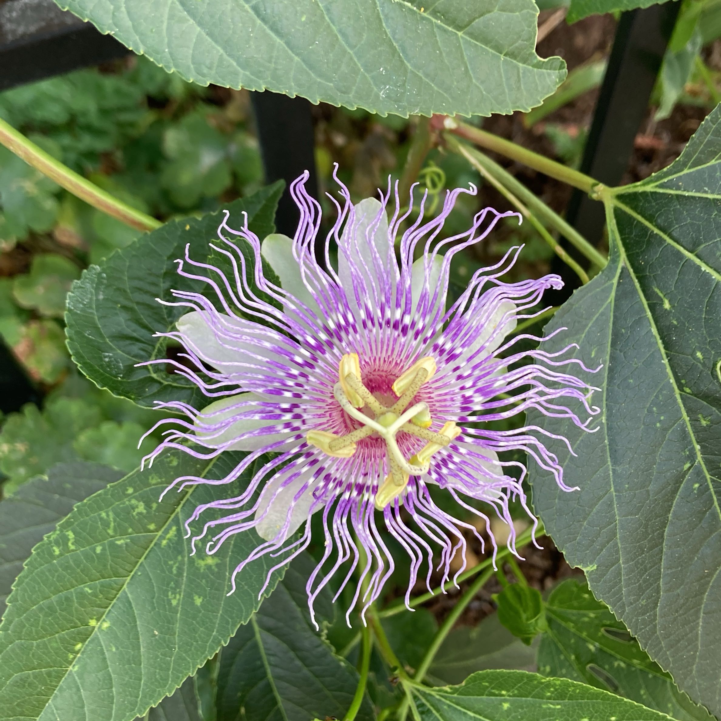 Photo of the plant species Maypop by @yvonnieprado named Cannon on Greg, the plant care app