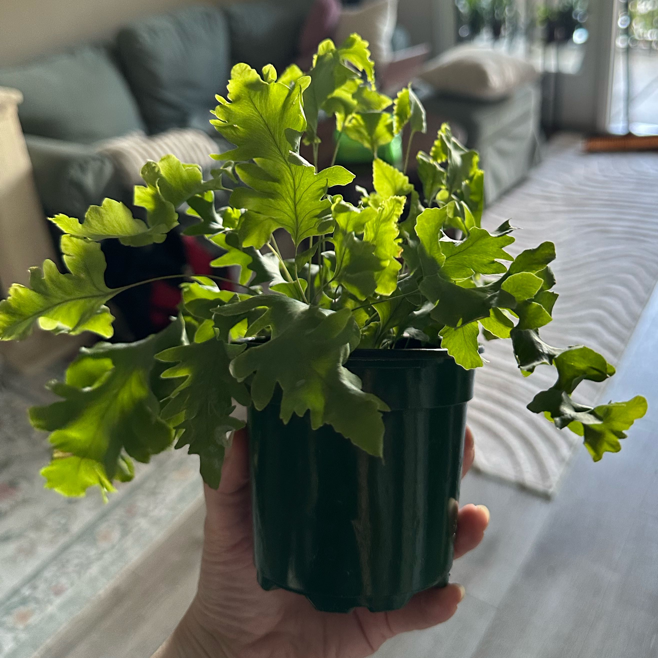 Photo of the plant species Phlebodium 'Davana' by @DesirousJade27 named Davana on Greg, the plant care app