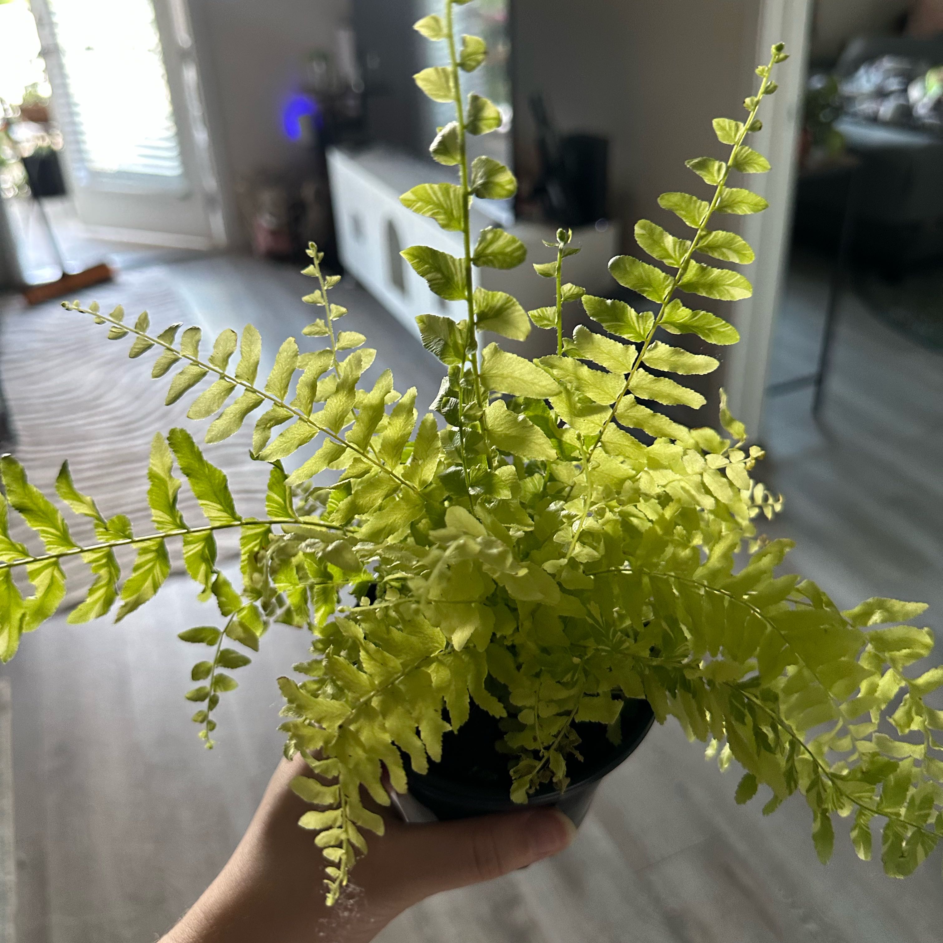 Photo of the plant species Tiger Fern by @DesirousJade27 named Tiger on Greg, the plant care app