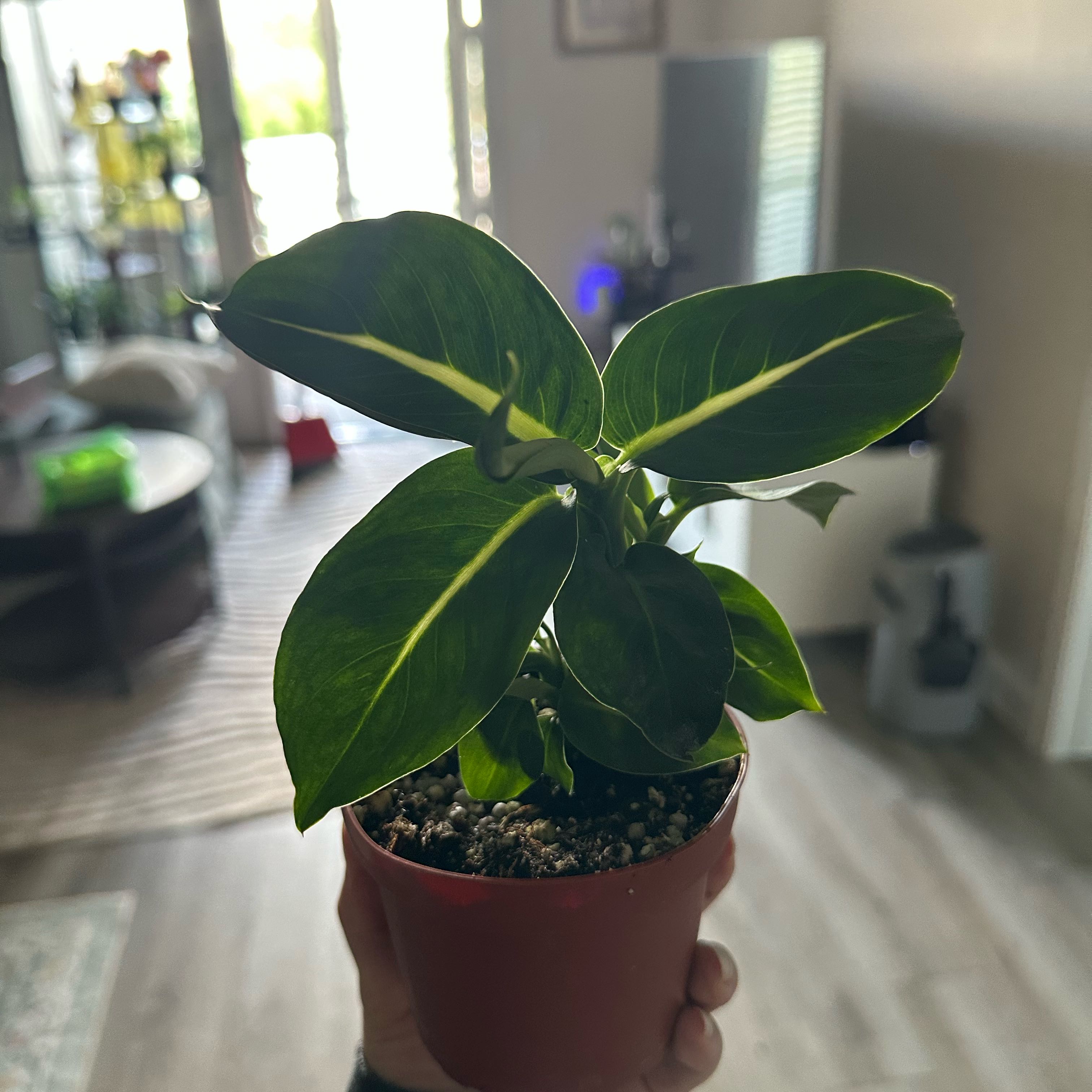 Photo of the plant species Green Magic Dumb Cane by @DesirousJade27 named Green Magic on Greg, the plant care app