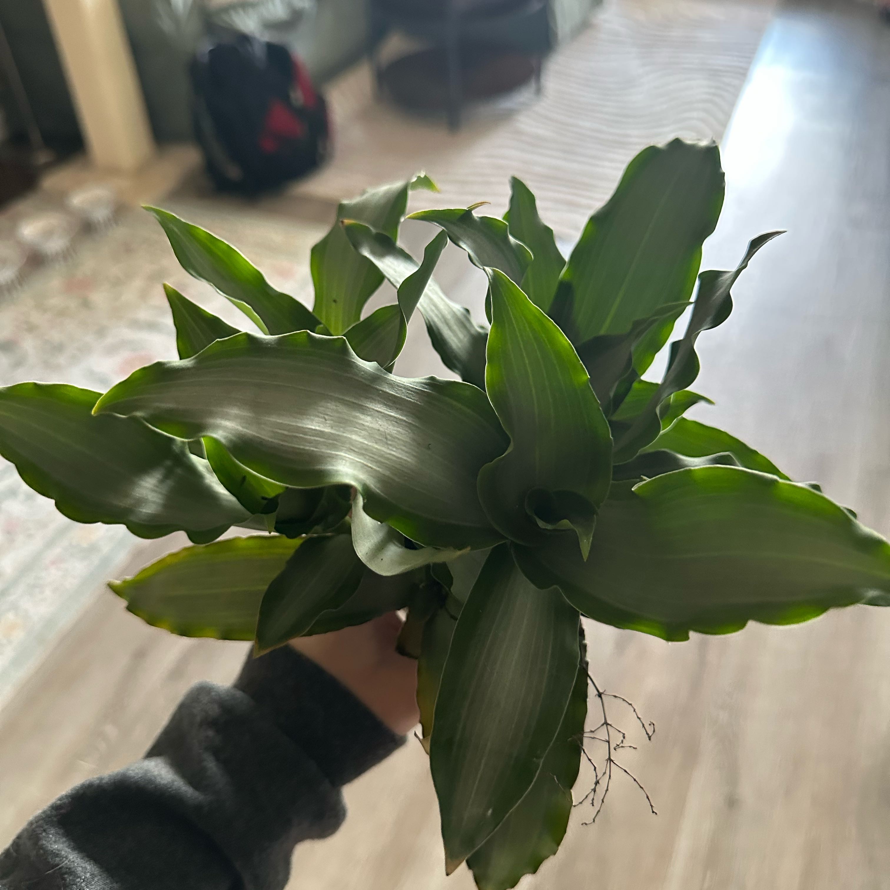 Photo of the plant species Bright Star Murdannia by @DesirousJade27 named Bright Star on Greg, the plant care app