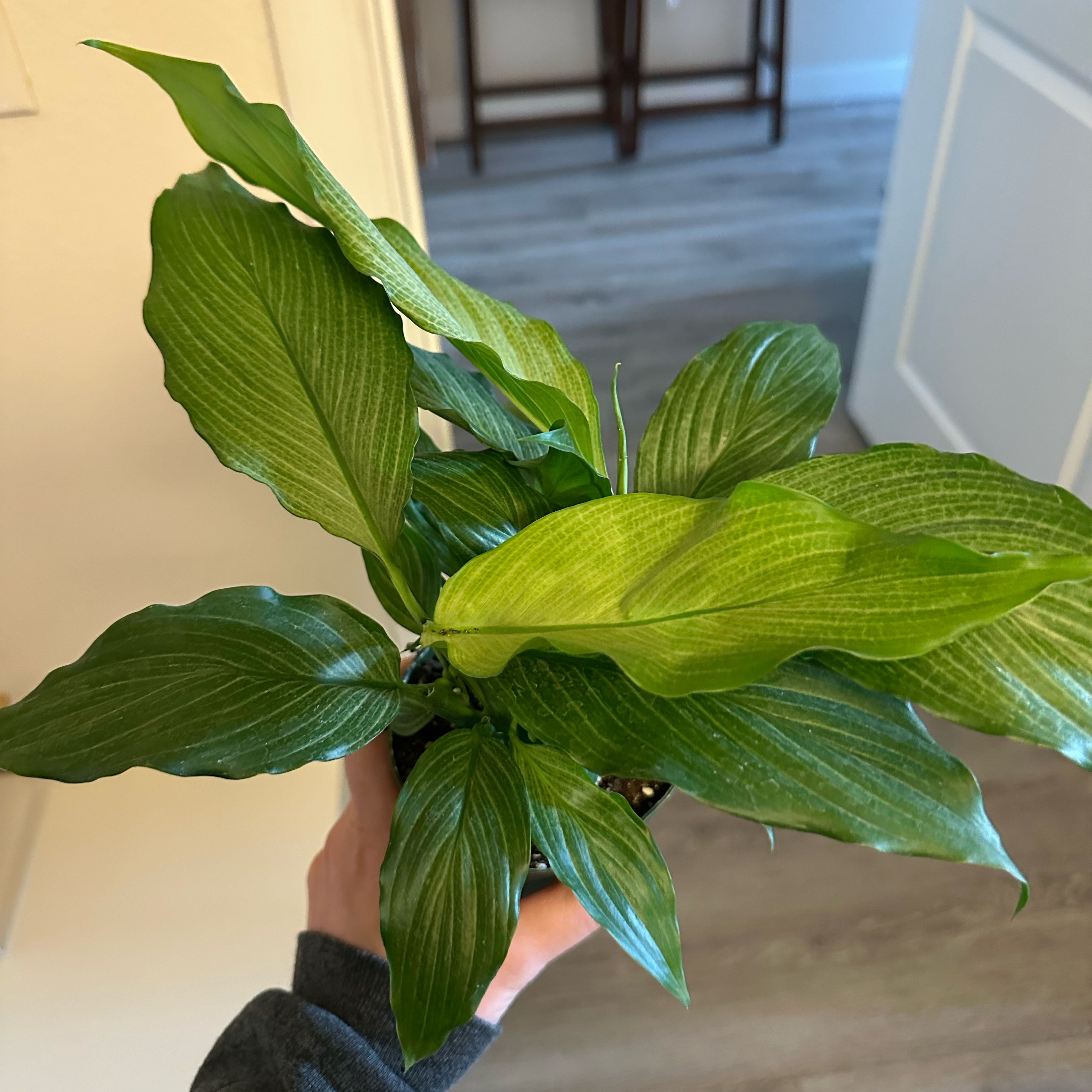 Photo of the plant species Platinum Mist Peace Lily by @DesirousJade27 named Platinum Mist on Greg, the plant care app