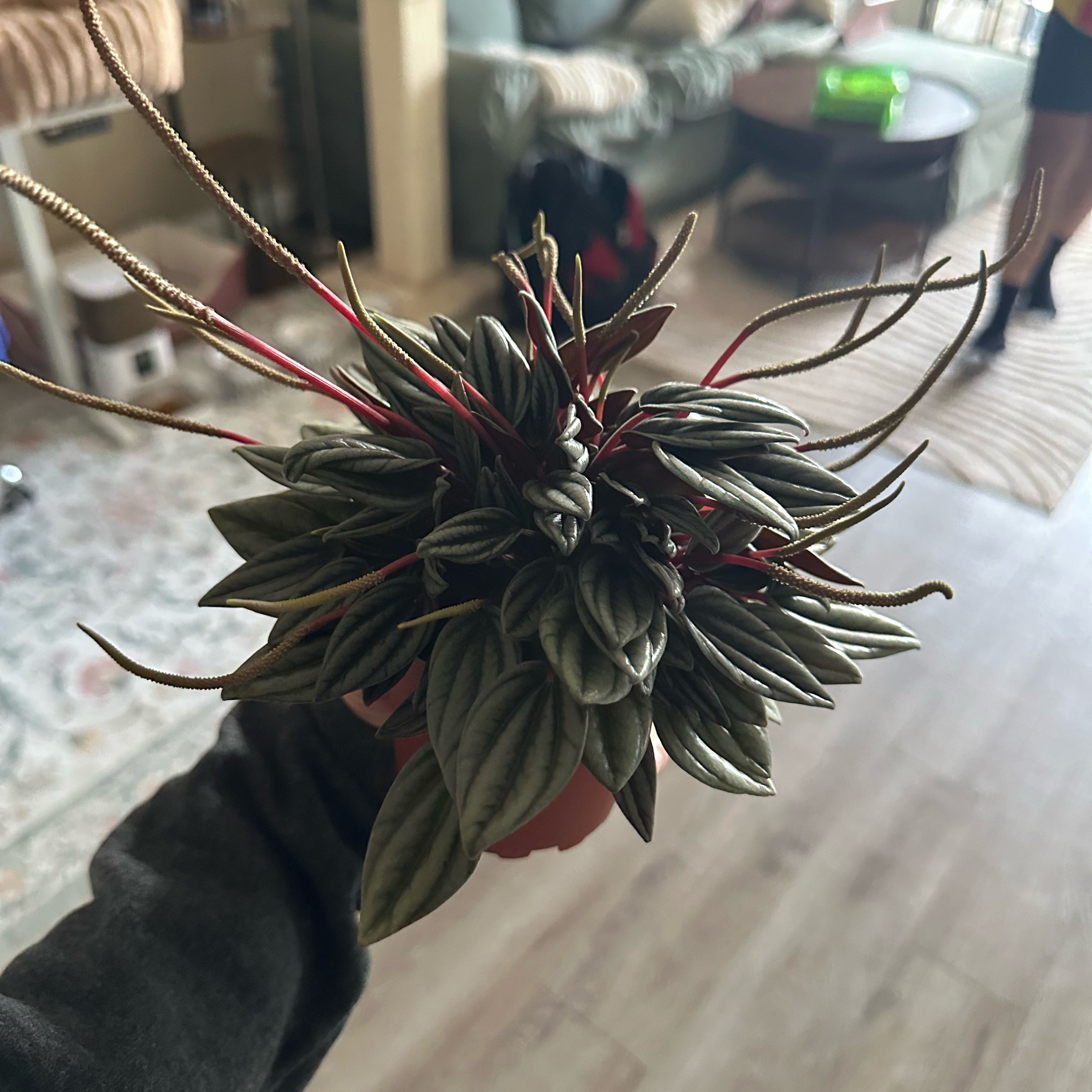 Photo of the plant species Peperomia San Marino by @DesirousJade27 named San Marino on Greg, the plant care app