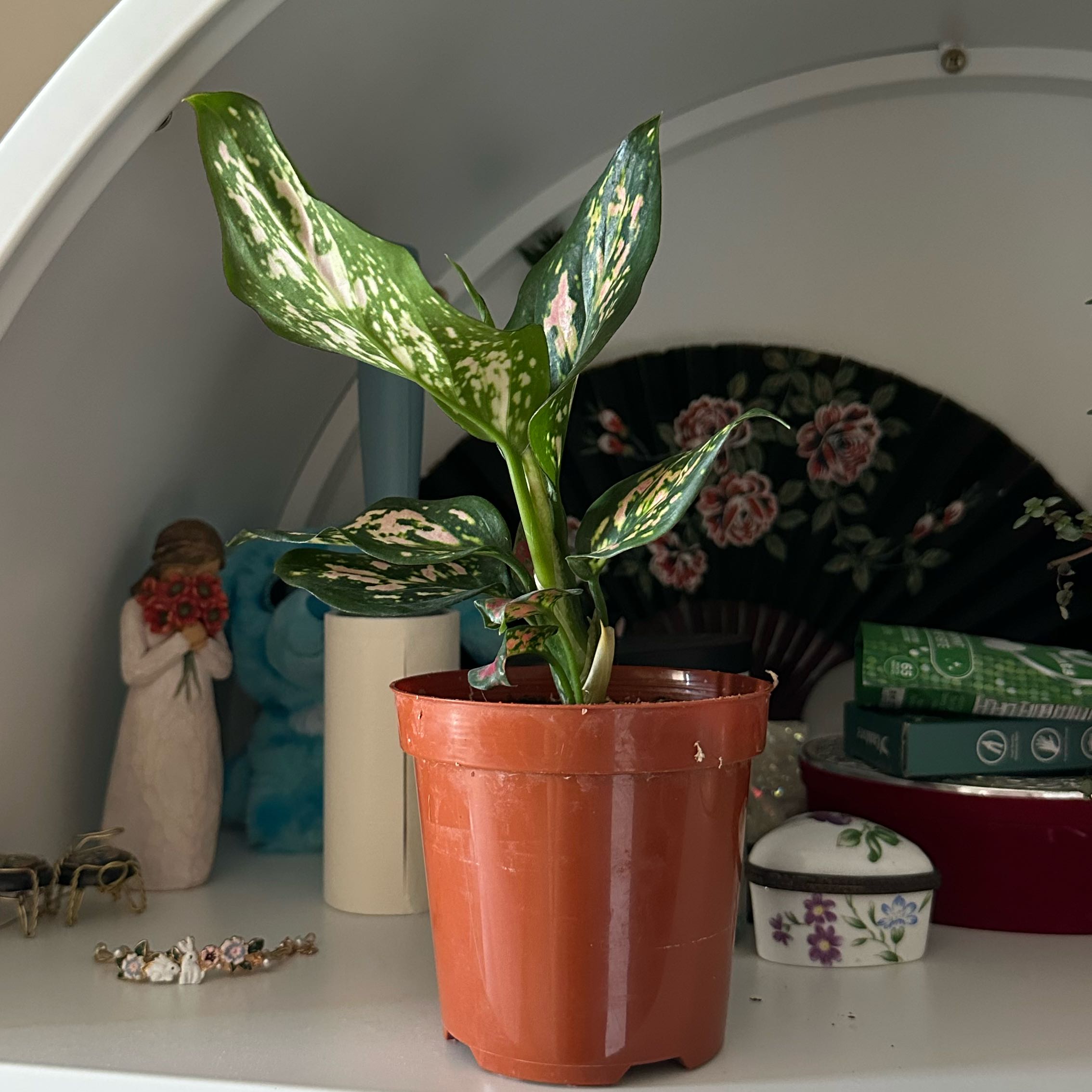 Photo of the plant species Chinese Evergreen 'Wishes' by @DesirousJade27 named Wishes on Greg, the plant care app
