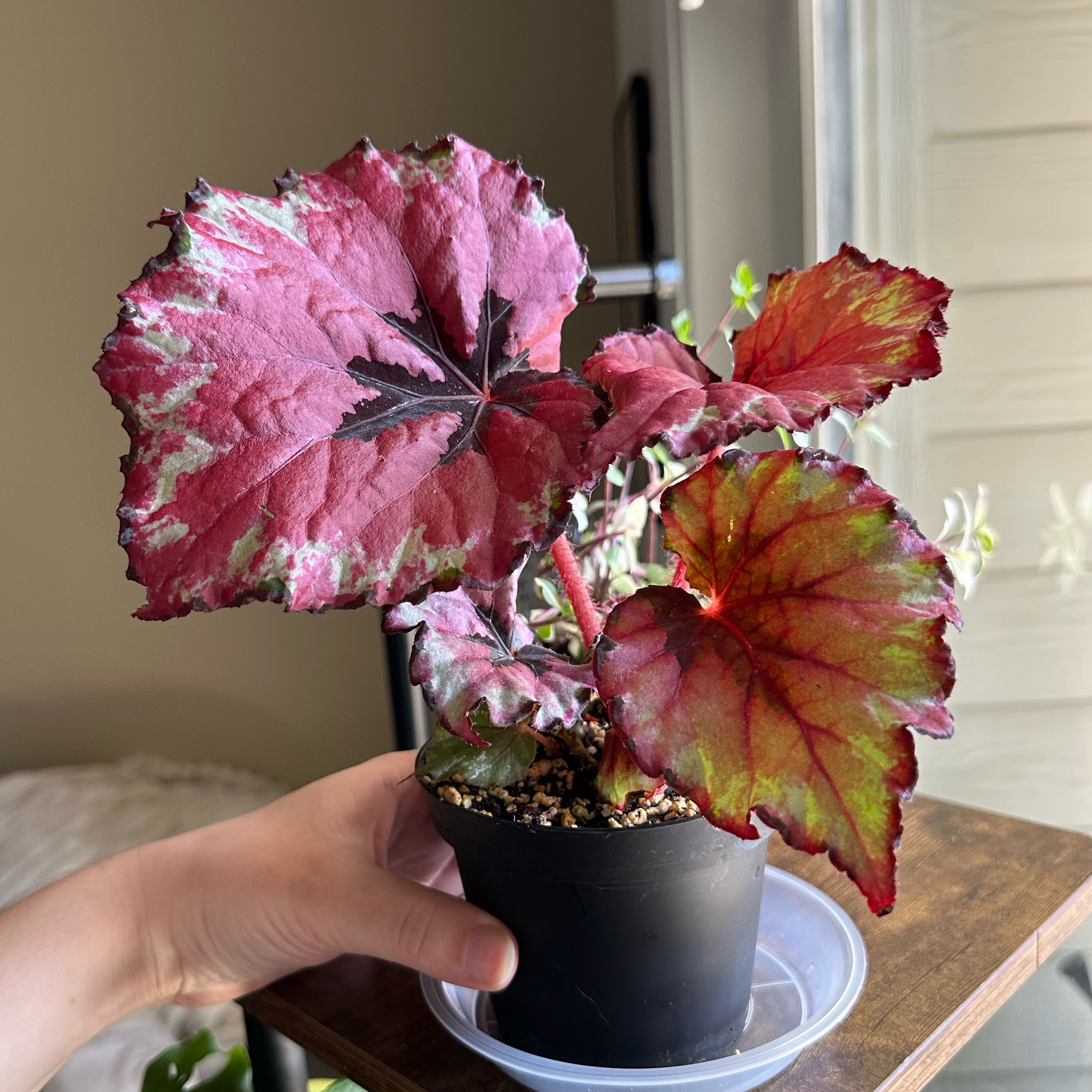 Photo of the plant species Begonia rex by @DesirousJade27 named Kotobuki on Greg, the plant care app