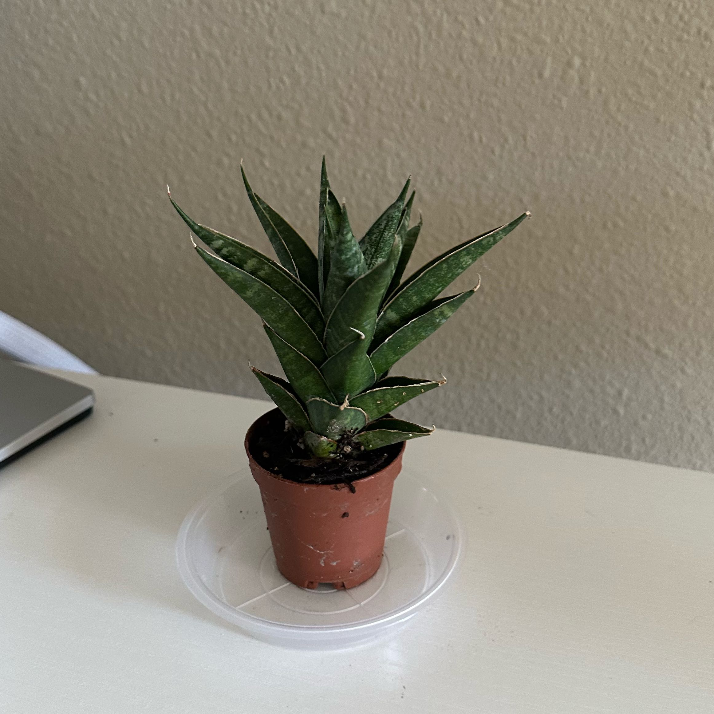 Photo of the plant species Sansevieria 'Table Mountain' by @DesirousJade27 named Table Mount on Greg, the plant care app