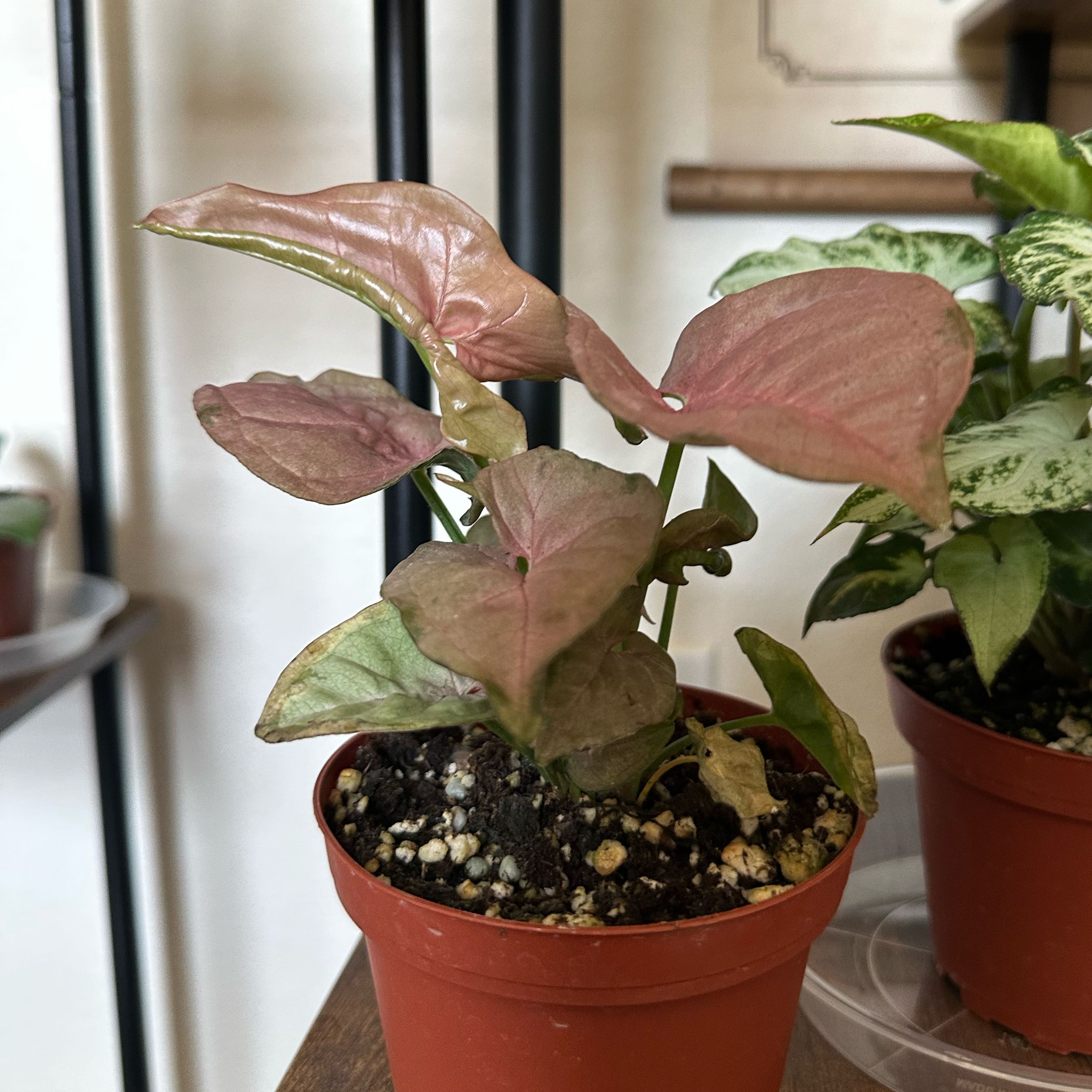Photo of the plant species Pink Arrowhead Vine by @DesirousJade27 named Neon Robusta on Greg, the plant care app