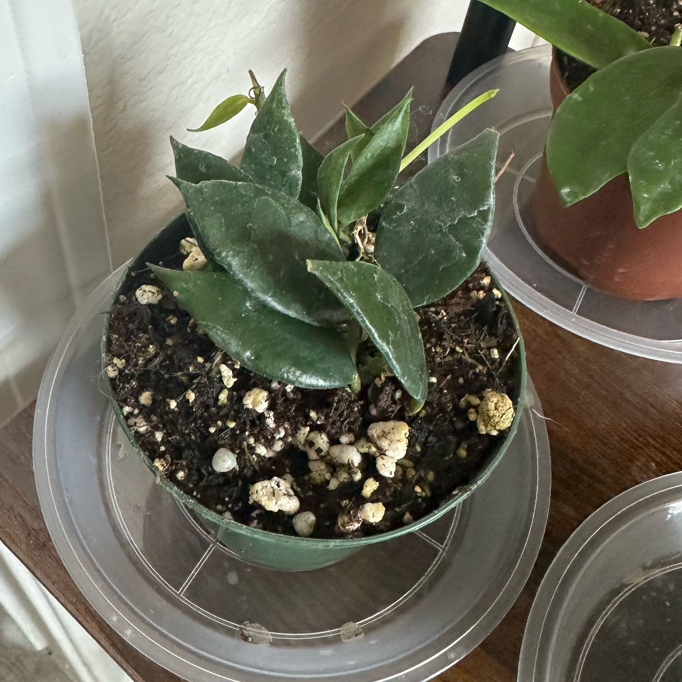Photo of the plant species Hoya lacunosa by @DesirousJade27 named Lacunosa on Greg, the plant care app
