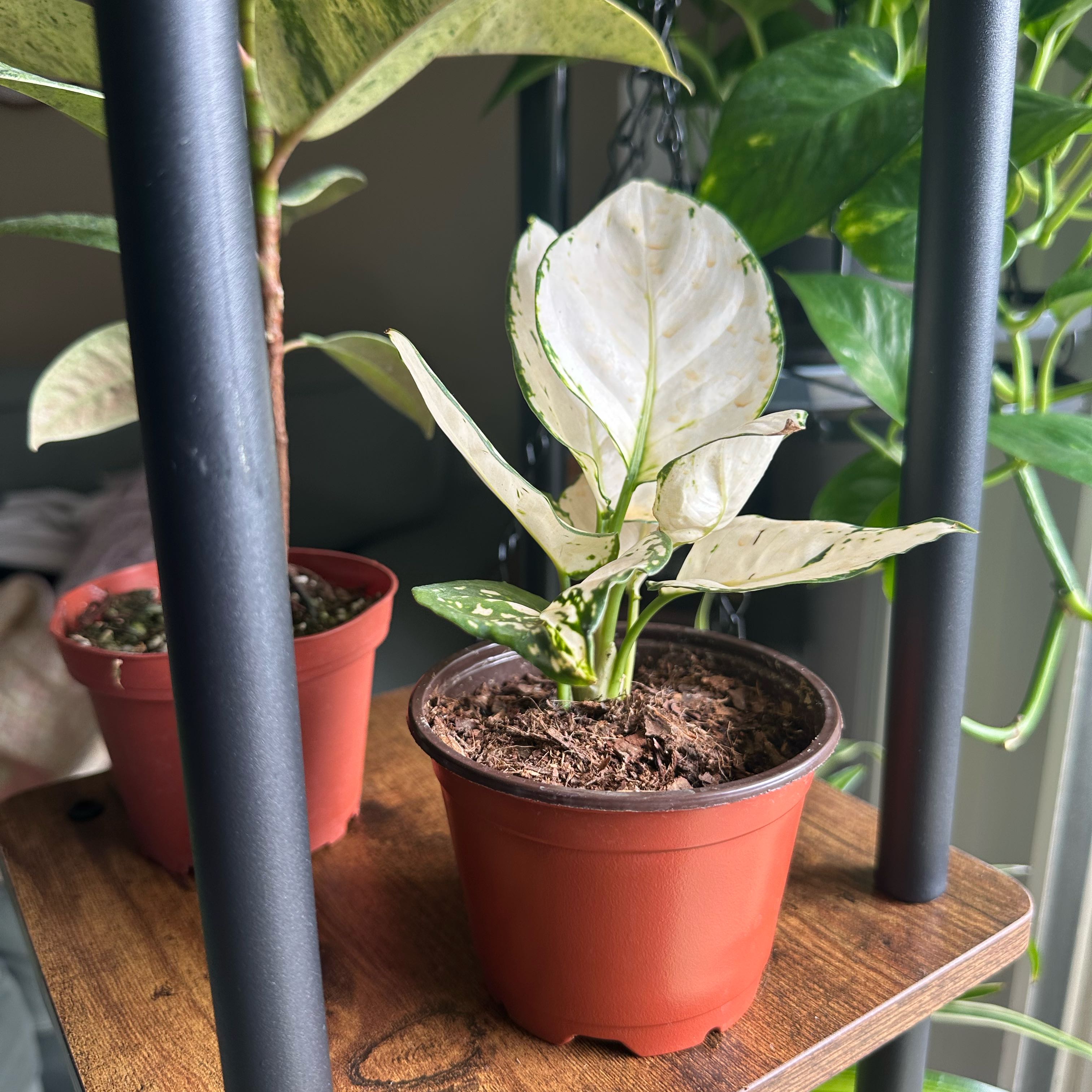 Photo of the plant species Aglaonema 'Super White' by @DesirousJade27 named Super White on Greg, the plant care app