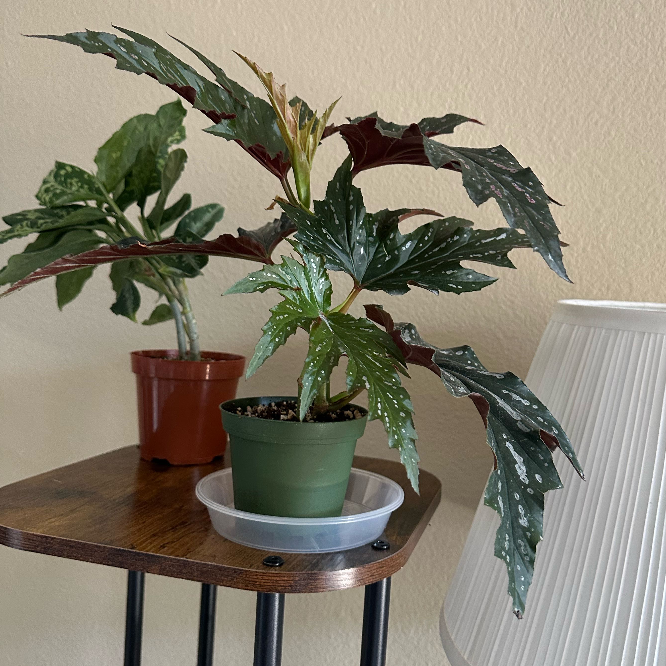 Photo of the plant species Begonia 'Pink Spot Lucerne' by @DesirousJade27 named Lucerne on Greg, the plant care app