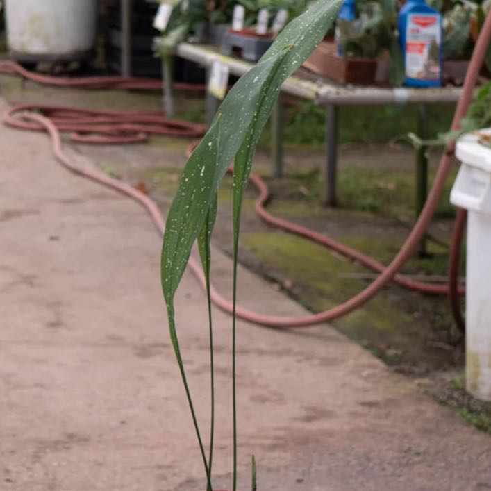 Photo of the plant species Cast Iron Milky Way by @DesirousJade27 named Milky Way on Greg, the plant care app
