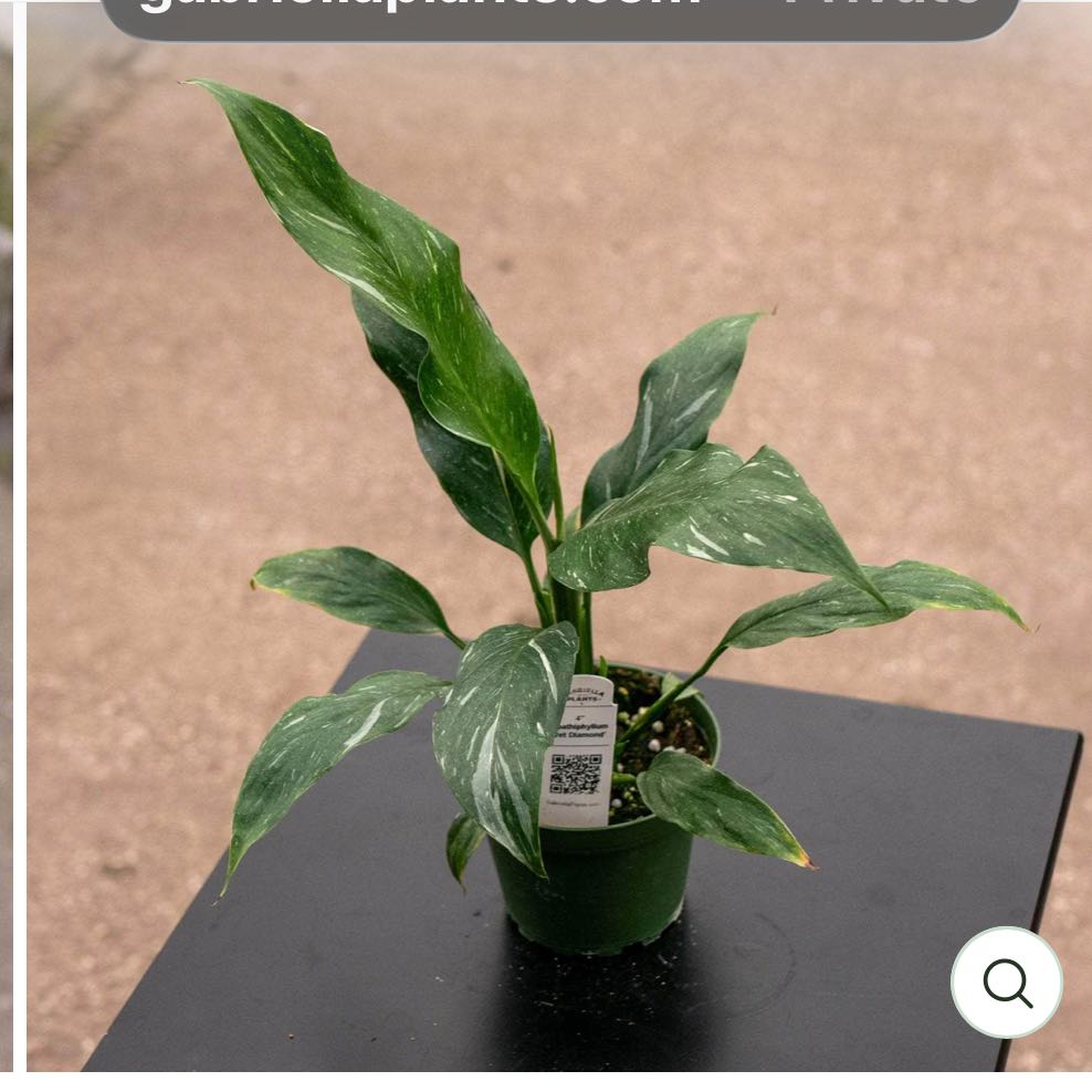 Photo of the plant species Variegated Peace Lily by @DesirousJade27 named Jet Diamond on Greg, the plant care app