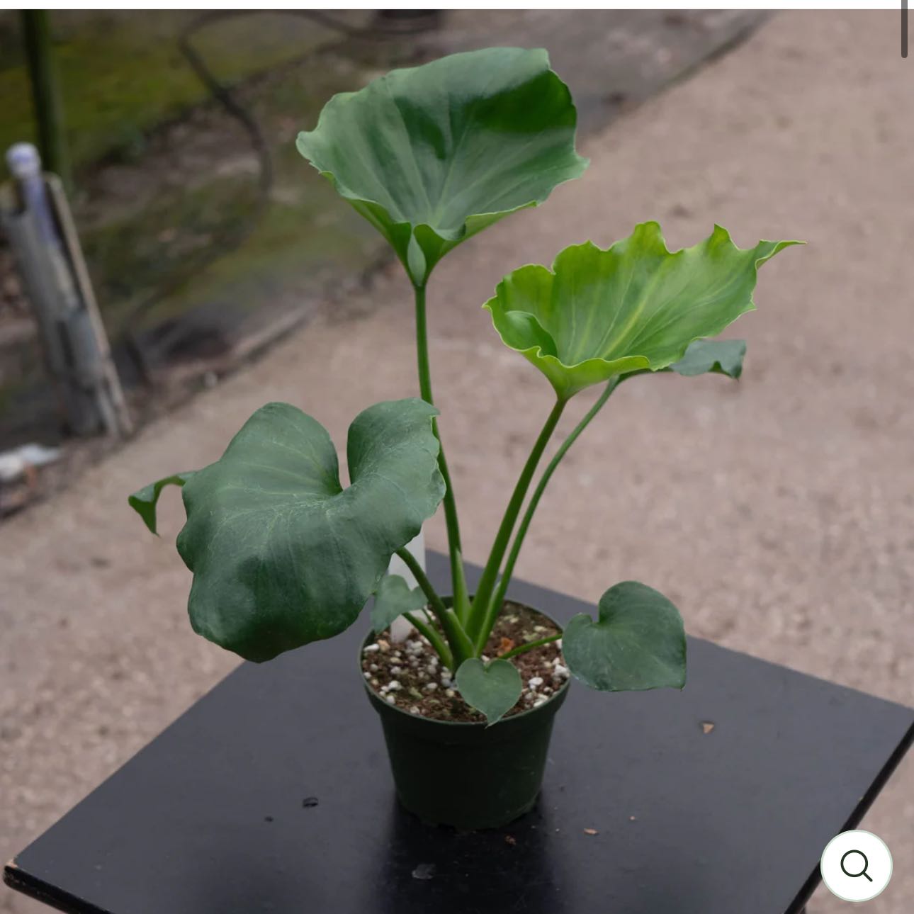 Photo of the plant species Horsehead Philodendron by @DesirousJade27 named Hope on Greg, the plant care app