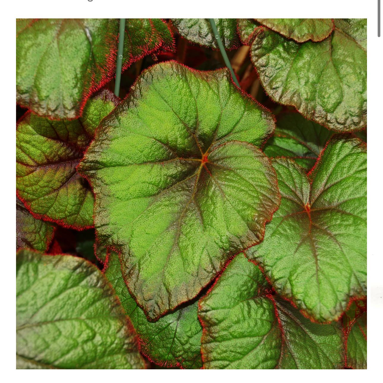 Photo of the plant species Begonia 'Curly Fireflush' by @DesirousJade27 named Fireflush on Greg, the plant care app