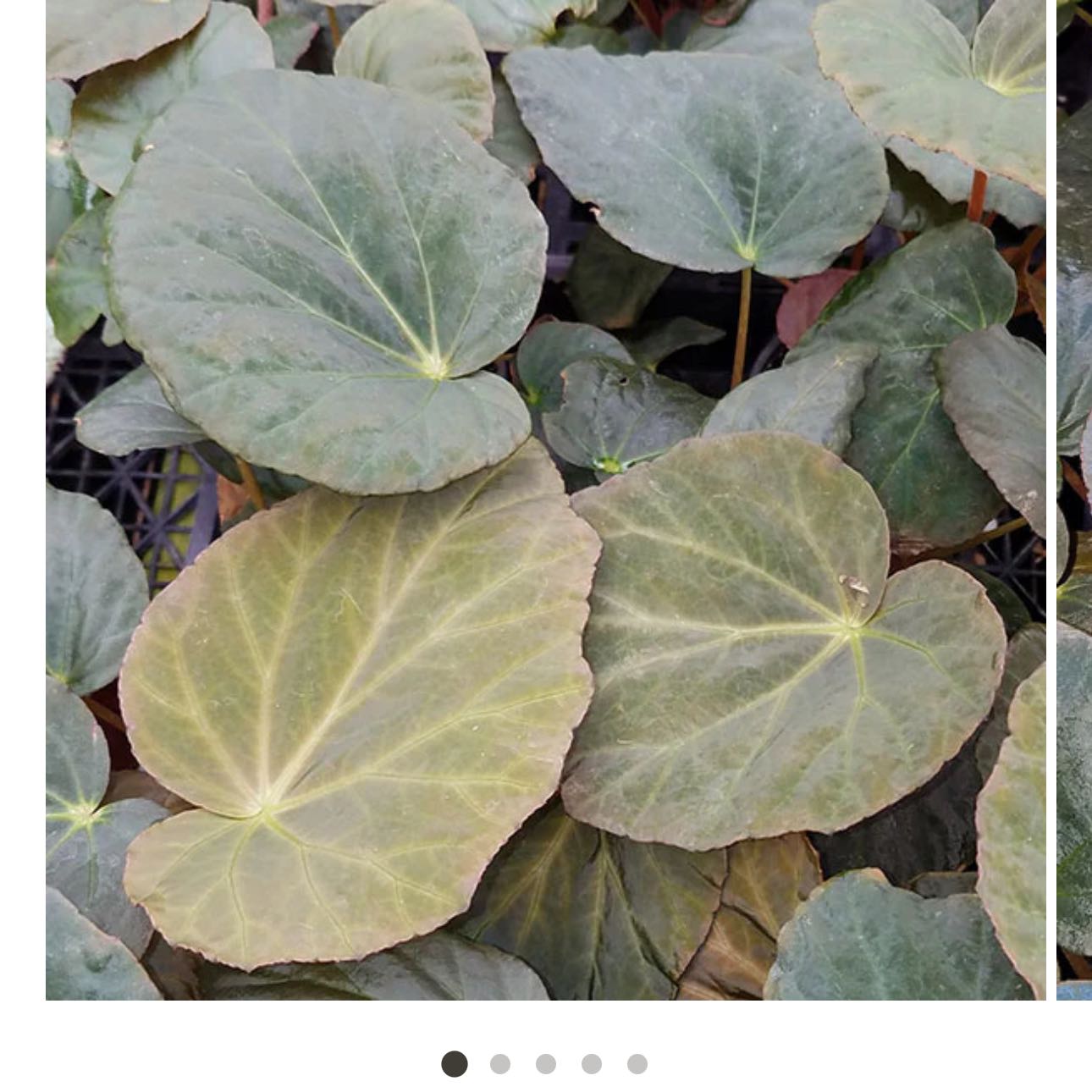 Photo of the plant species Peacock Begonia by @DesirousJade27 named Pavonina on Greg, the plant care app