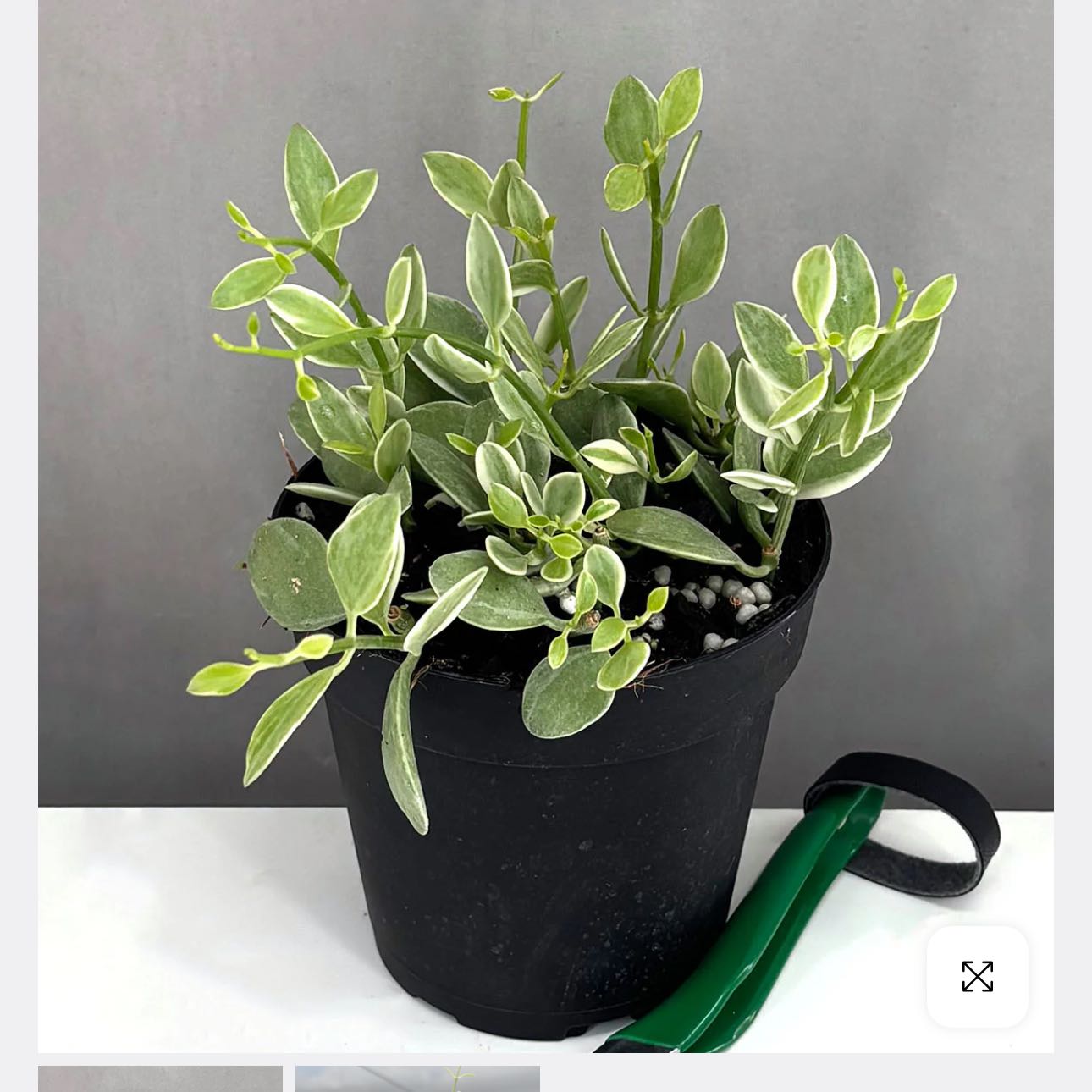 Photo of the plant species Dischidia oinatha by @DesirousJade27 named Oiantha on Greg, the plant care app