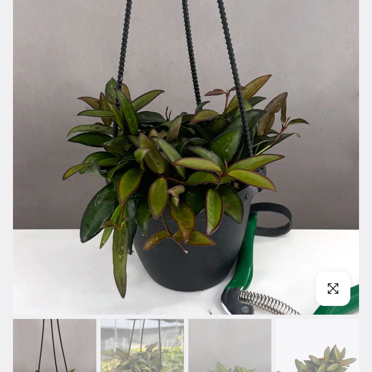 Photo of the plant species Hoya 'Rosita' by @DesirousJade27 named Rosita on Greg, the plant care app