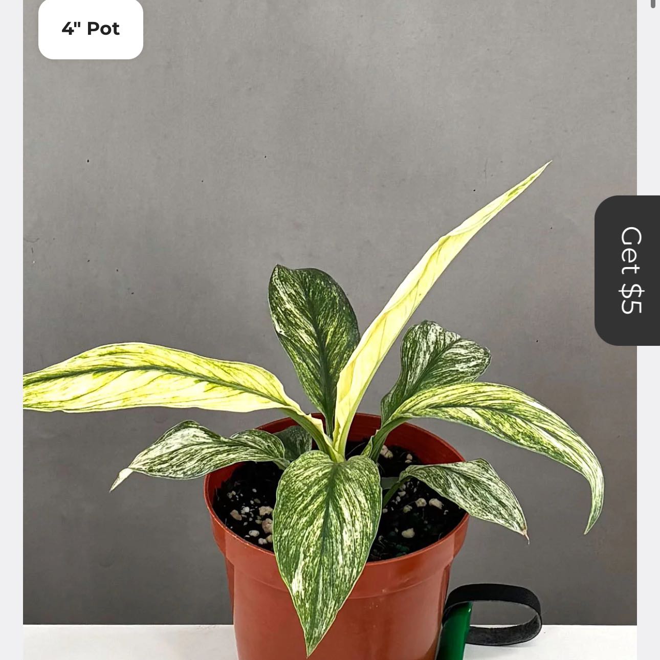 Photo of the plant species Variegated Sensation Peace Lily by @DesirousJade27 named Sensation Var on Greg, the plant care app
