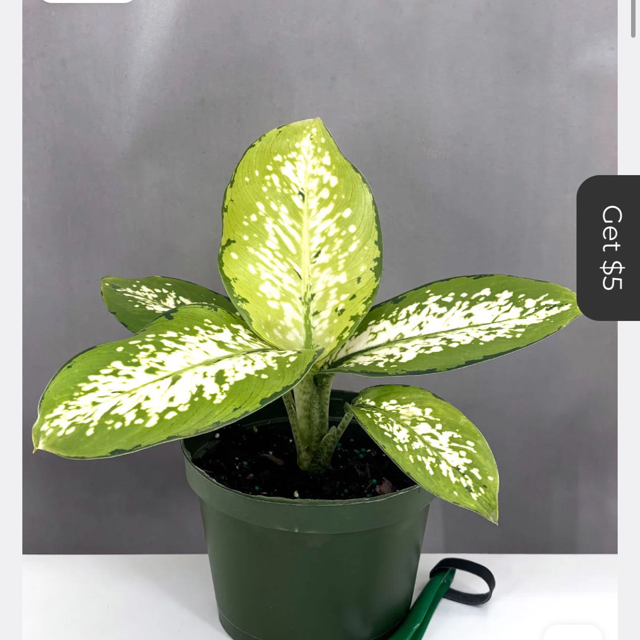 Photo of the plant species Dumbcane 'Delilah' by @DesirousJade27 named Delilah on Greg, the plant care app