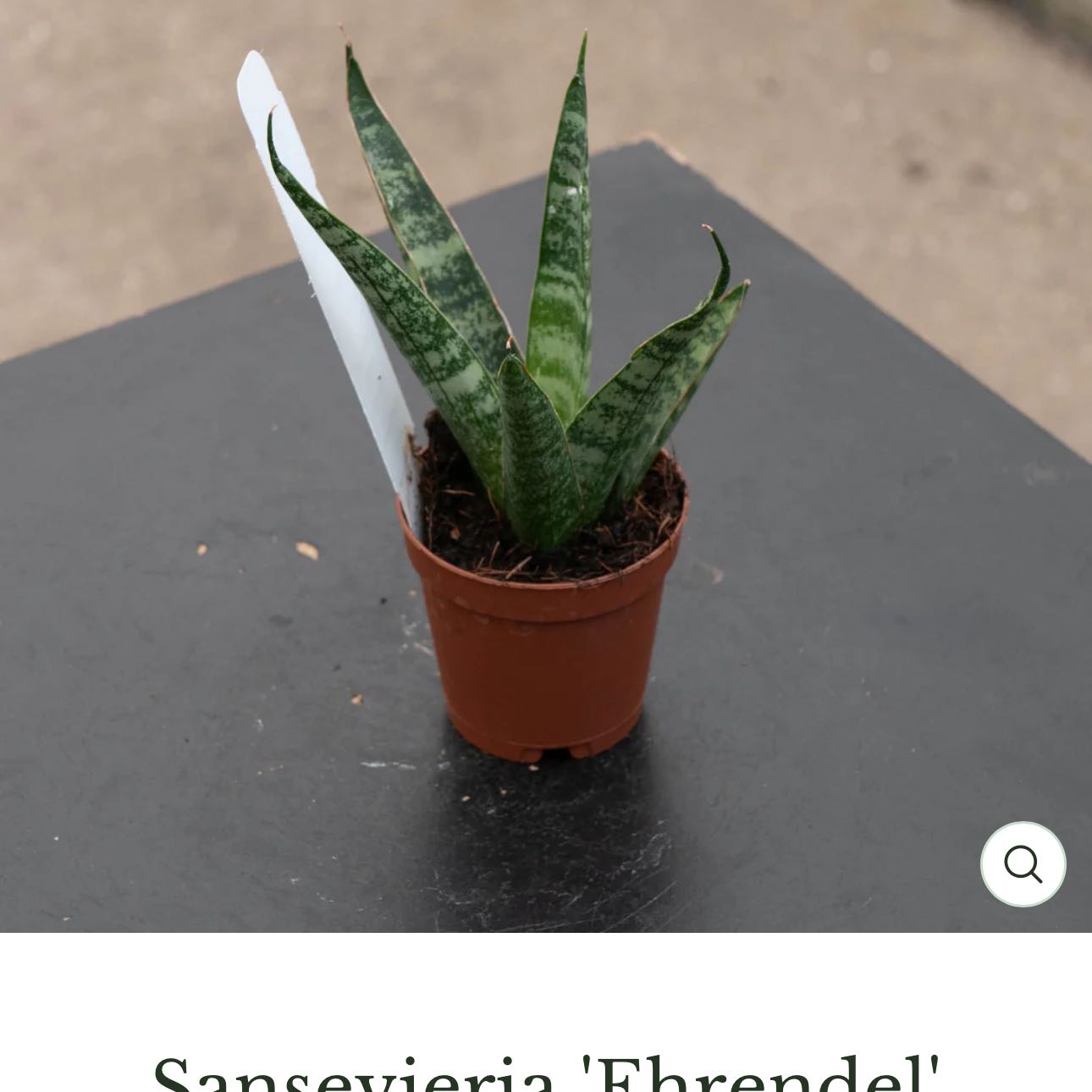 Photo of the plant species Tower Thai by @DesirousJade27 named Ehrendel on Greg, the plant care app