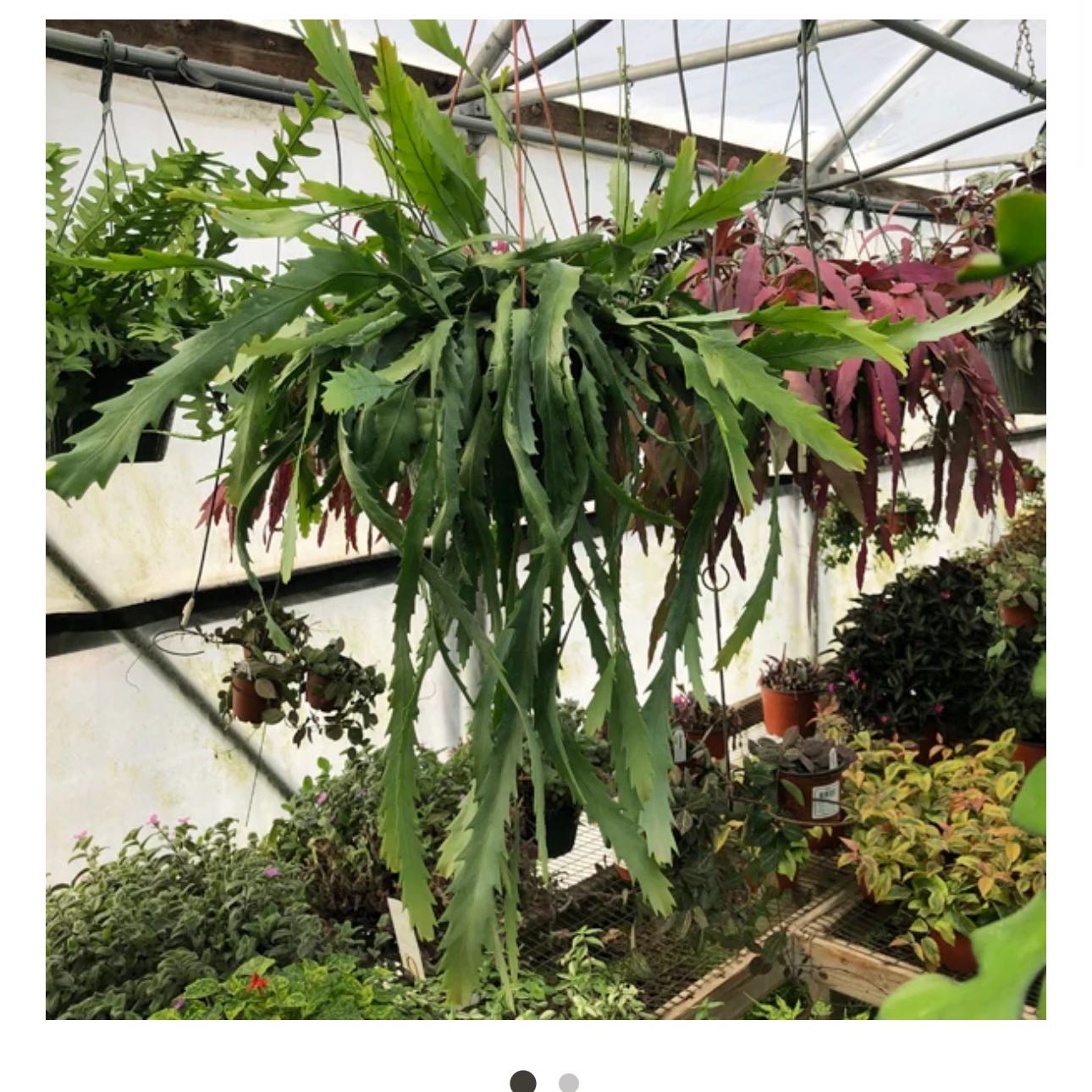 Photo of the plant species Snowdrop Cactus by @DesirousJade27 named Snowdrop on Greg, the plant care app