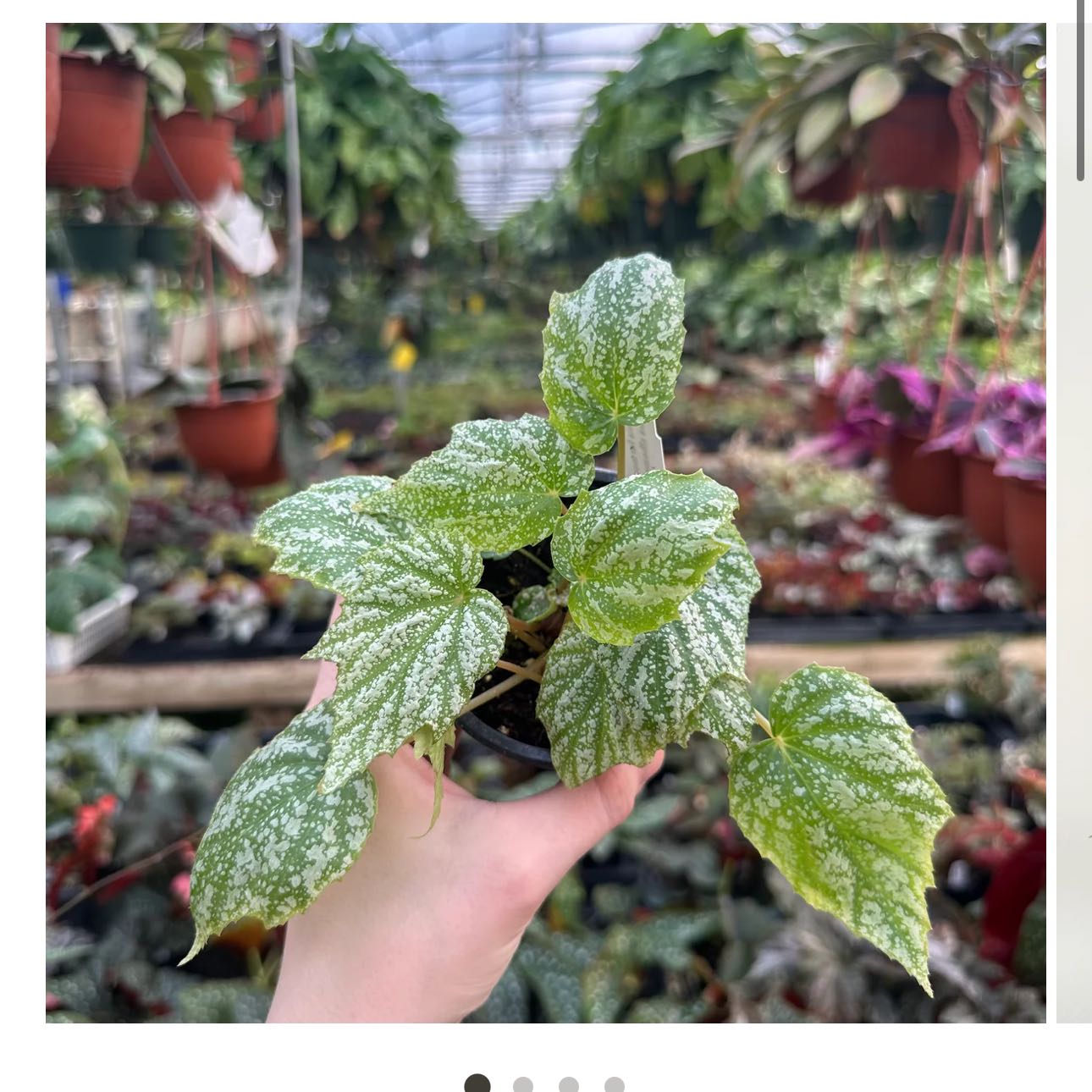 Photo of the plant species Begonia formosana f. albomaculata by @DesirousJade27 named Formosana on Greg, the plant care app