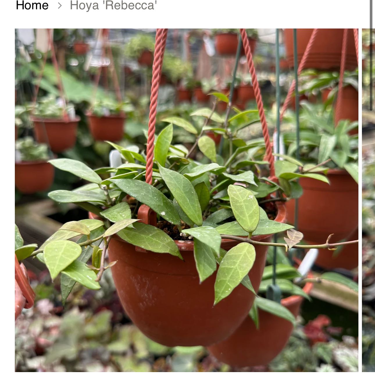 Photo of the plant species Hoya 'Rebecca' by @DesirousJade27 named Rebecca on Greg, the plant care app