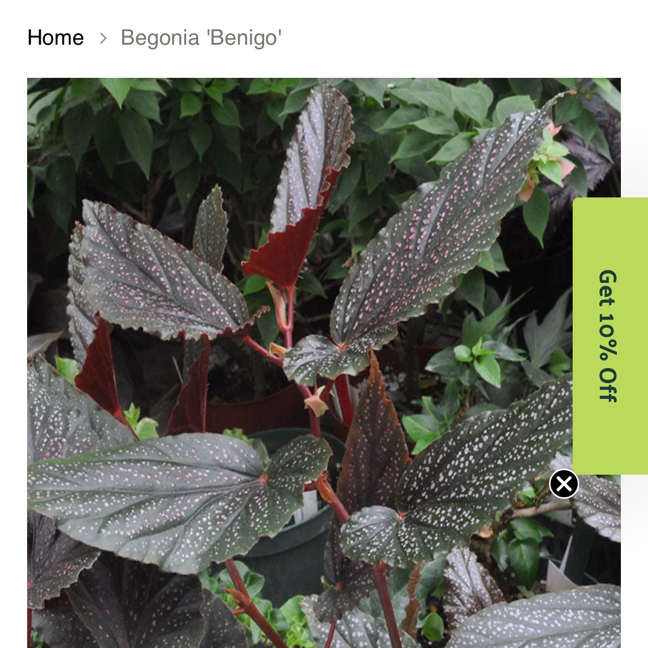 Photo of the plant species Cane Begonia by @DesirousJade27 named Benigo on Greg, the plant care app