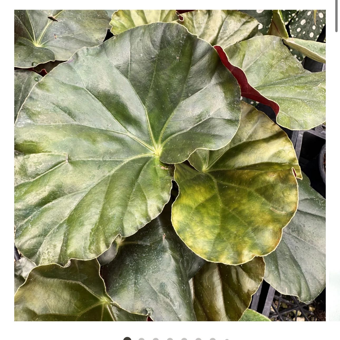 Photo of the plant species Begonia Alice-Clarkae by @DesirousJade27 named Alice Faye on Greg, the plant care app