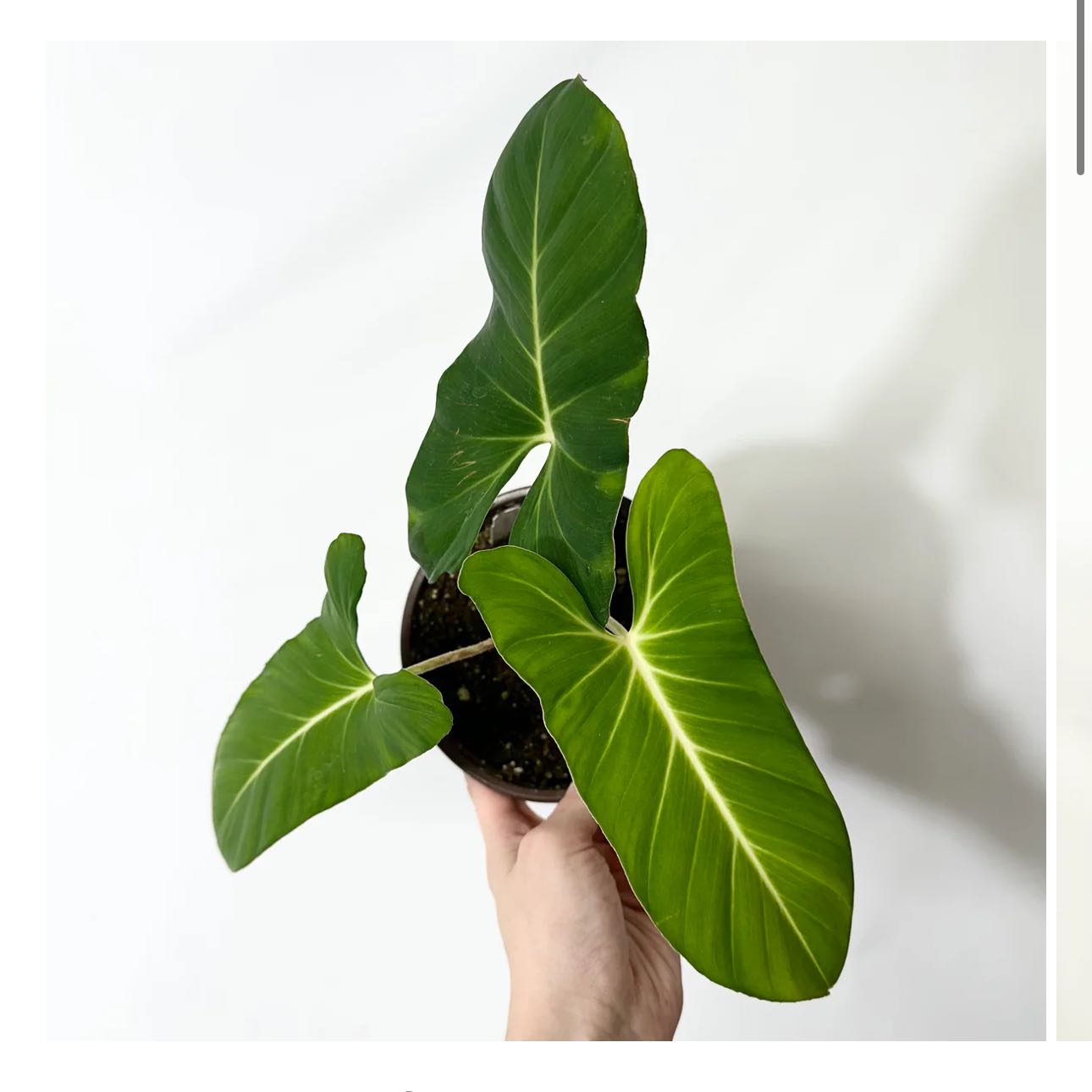 Photo of the plant species Adelonema crinipes by @DesirousJade27 named Crinipes on Greg, the plant care app