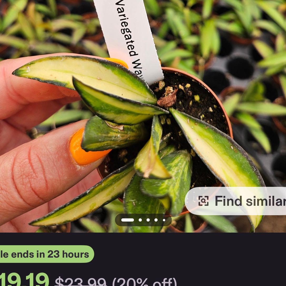 Photo of the plant species variegated hoya wayetii by @DesirousJade27 named Wayetii Varie on Greg, the plant care app