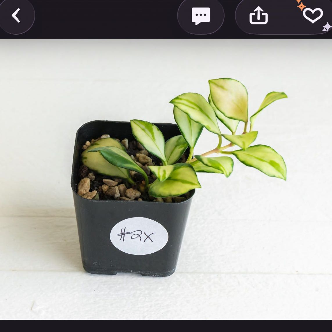 Photo of the plant species Hoya heuschkeliana variegata by @DesirousJade27 named Heuschkeliana Varie on Greg, the plant care app