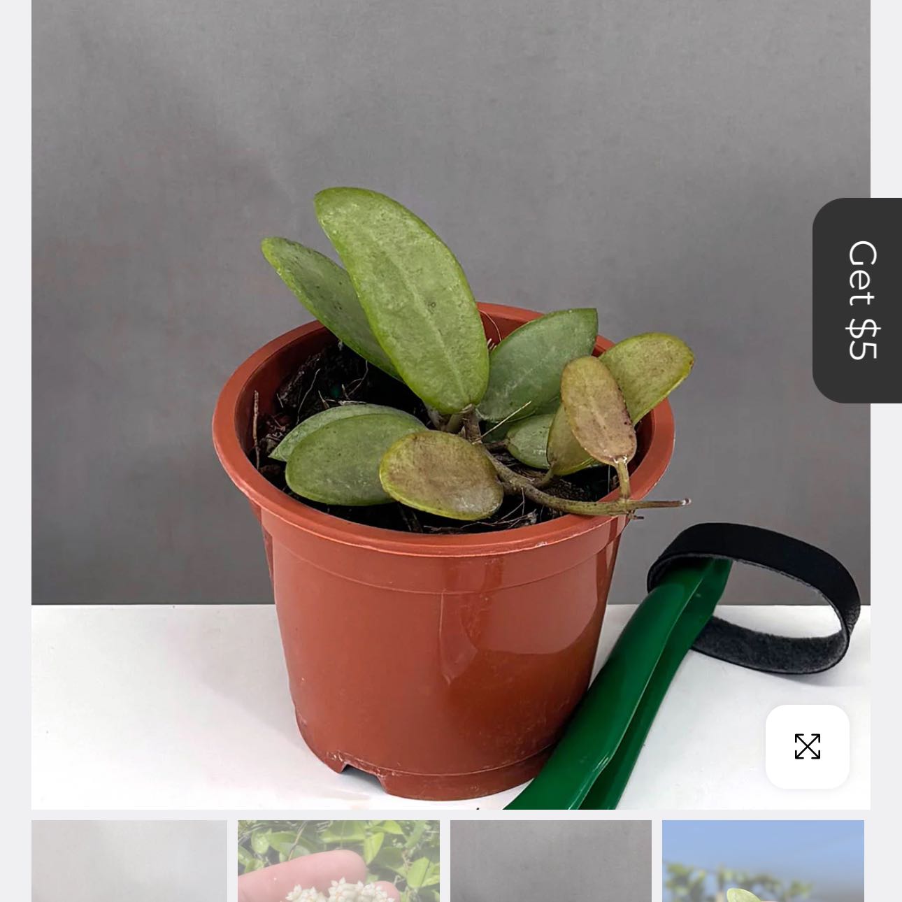 Photo of the plant species Hoya Silver Dollar by @DesirousJade27 named Silver Lady on Greg, the plant care app