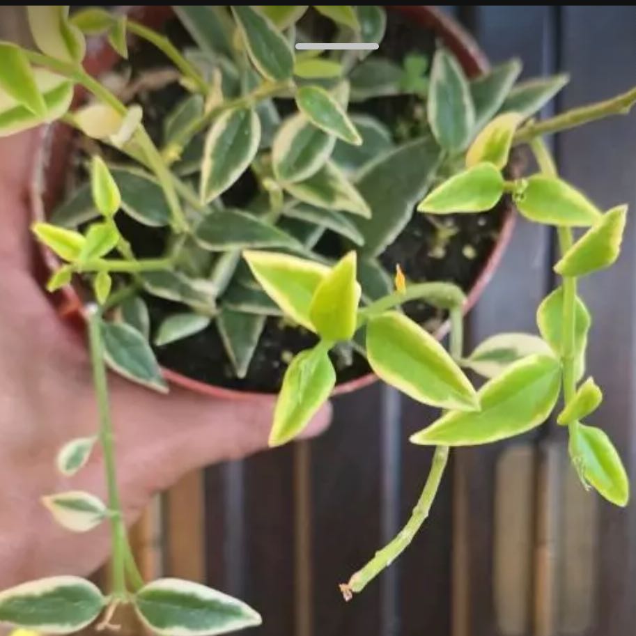 Photo of the plant species Hoya bella albomarginata by @DesirousJade27 named Bella Varie on Greg, the plant care app
