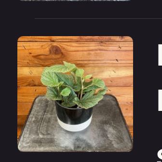 Photo of the plant species Begonia 'Sinbad' by @DesirousJade27 named Sinbad on Greg, the plant care app