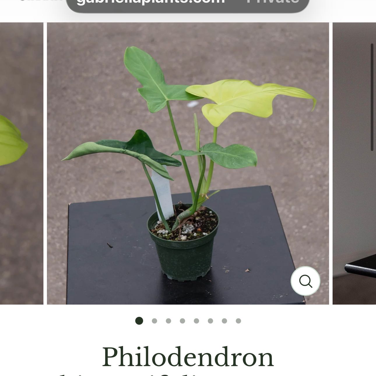 Photo of the plant species Golden Violin by @DesirousJade27 named Golden Violin on Greg, the plant care app