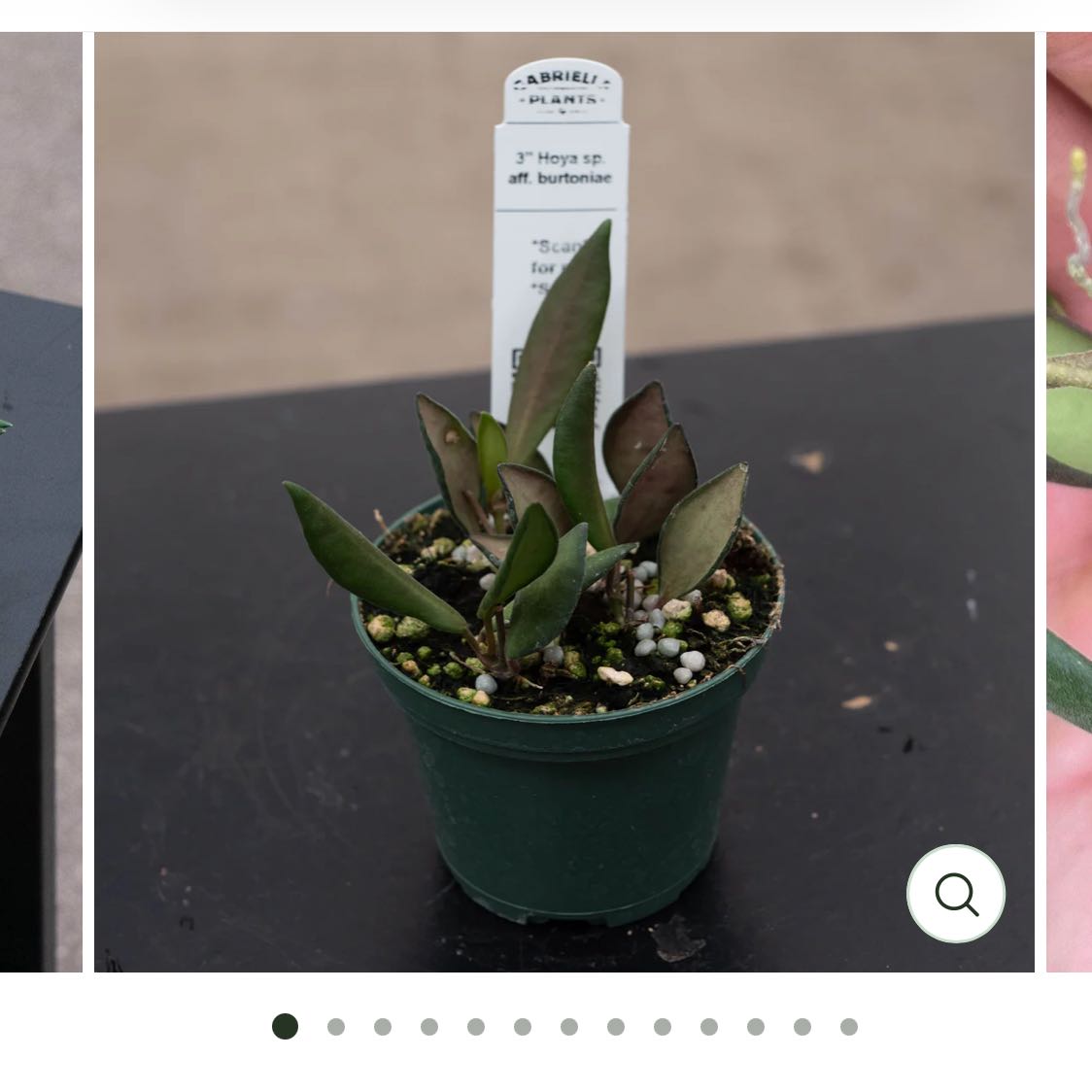 Photo of the plant species Hoya 'Burtoniae' by @DesirousJade27 named Burtoniae on Greg, the plant care app