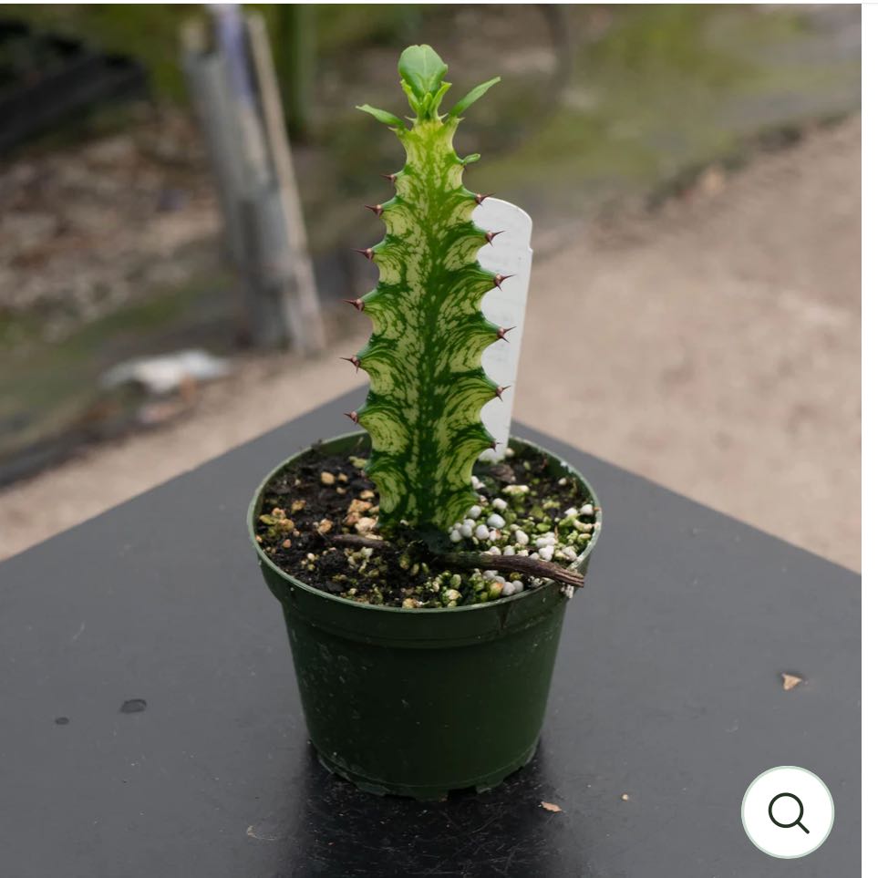 Photo of the plant species Variegated African Milk Bush by @DesirousJade27 named Mint Creme on Greg, the plant care app