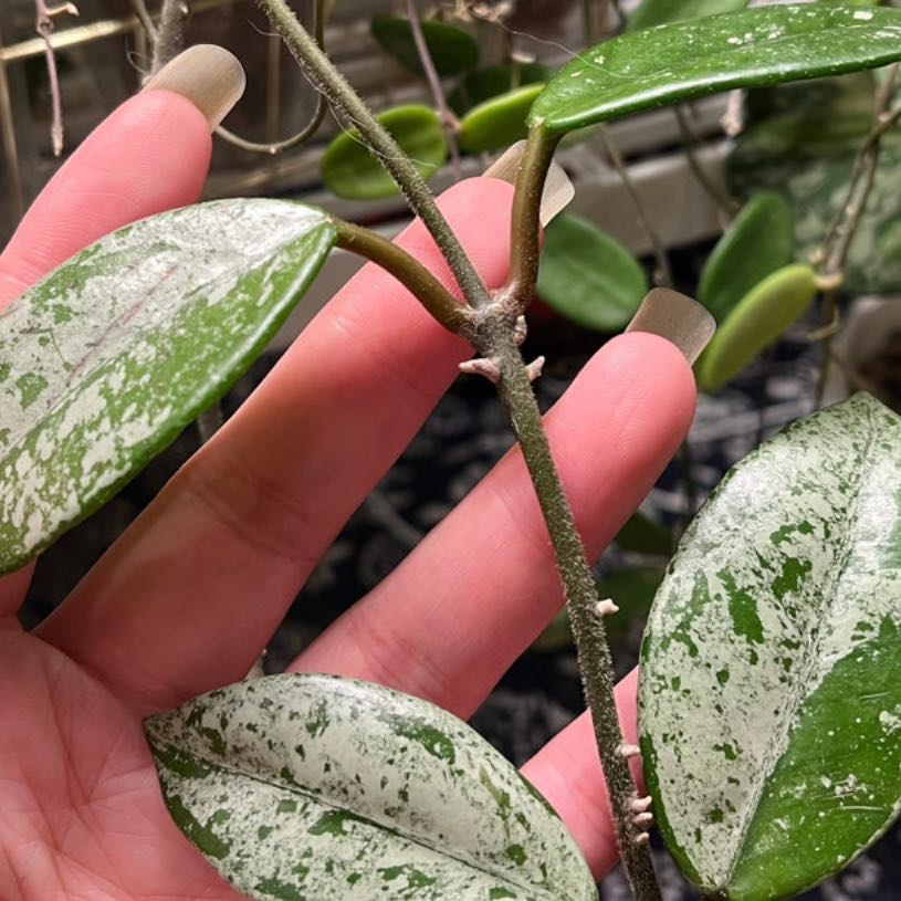 Photo of the plant species Hoya Carnosa 'Wilbur Graves' by @DesirousJade27 named Wilbur Graves on Greg, the plant care app