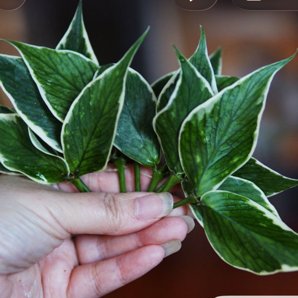 Photo of the plant species Hoya Poly Albo by @DesirousJade27 named Poly Albomargin on Greg, the plant care app
