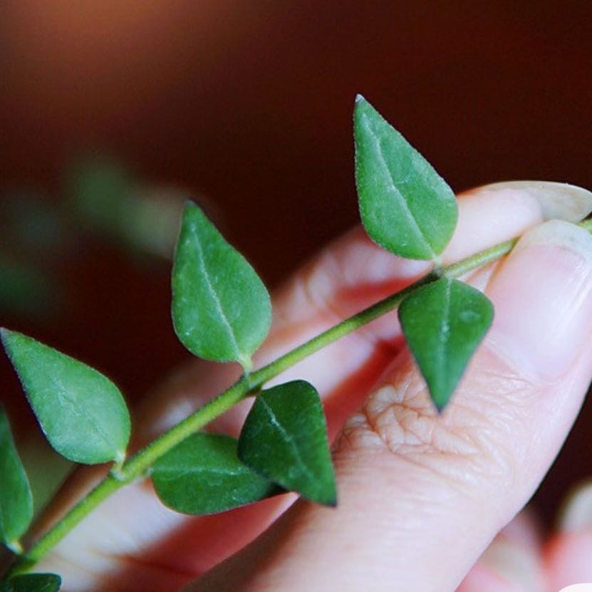 Photo of the plant species Hoya Bella by @DesirousJade27 named Longicalyx on Greg, the plant care app