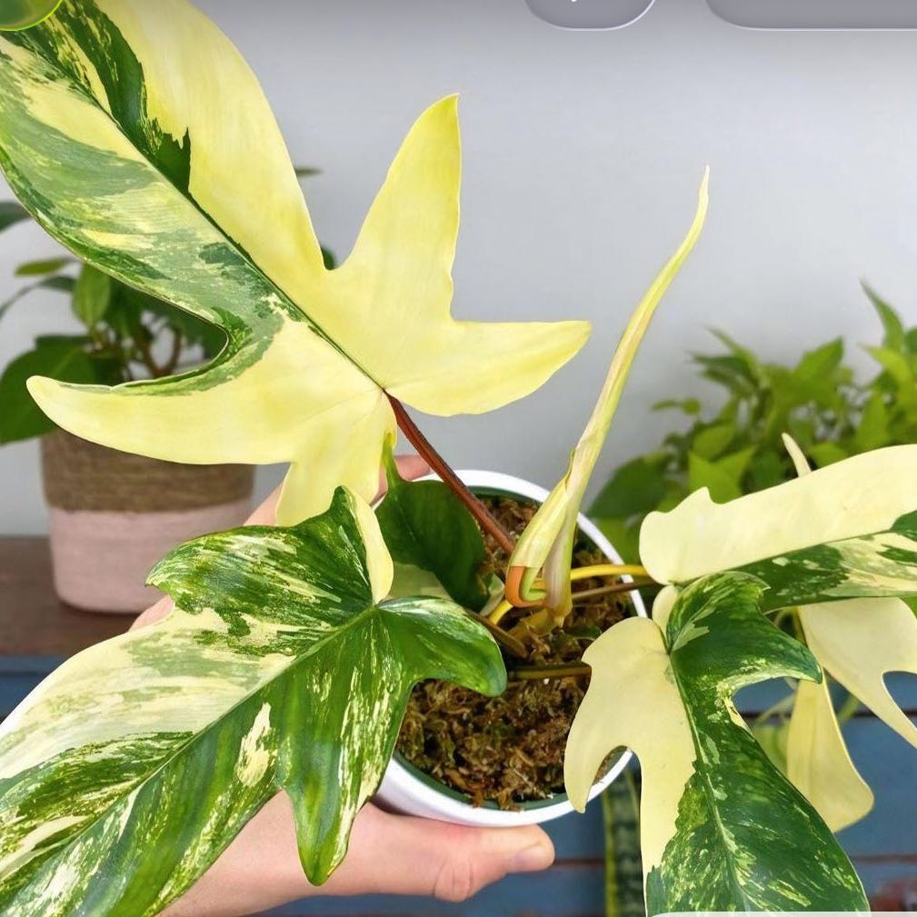 Photo of the plant species Variegated Florida Beauty Philodendron by @DesirousJade27 named Florida Beauty Varie on Greg, the plant care app