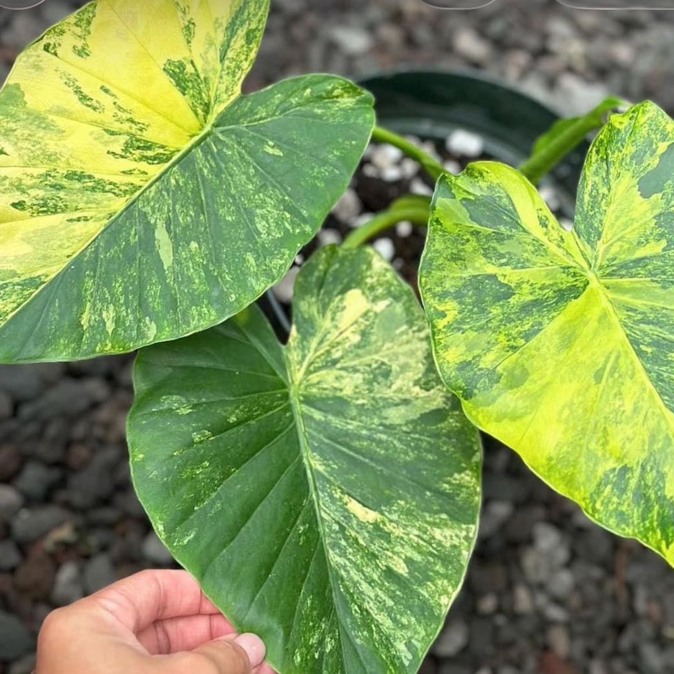 Photo of the plant species Alocasia Gageana Aurea Variegata by @DesirousJade27 named Gageana Aurea on Greg, the plant care app