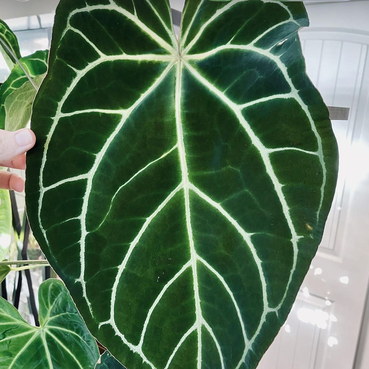 Photo of the plant species Anthurium crystallinum magnificum by @DesirousJade27 named Crystallinum X Magnificum on Greg, the plant care app