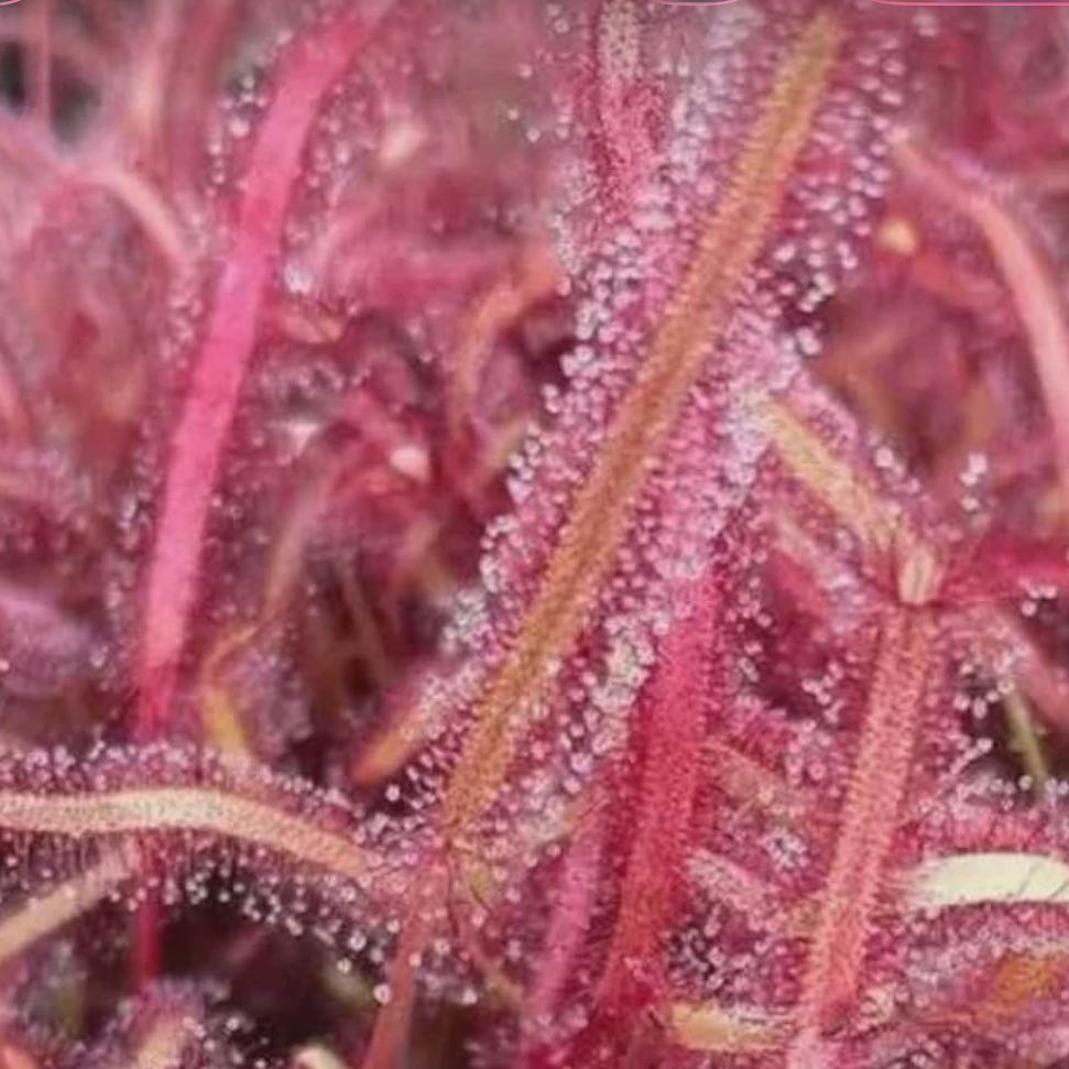 Photo of the plant species Cape Sundew by @DesirousJade27 named Drosera Capensis on Greg, the plant care app