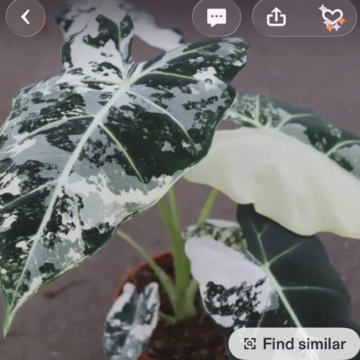 Photo of the plant species Variegated Frydek by @DesirousJade27 named Frydek Varie on Greg, the plant care app